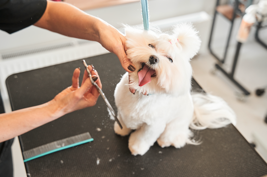 Shear Excitement 🤩 10 Reasons to Join SCISSOR OF THE MONTH CLUB!