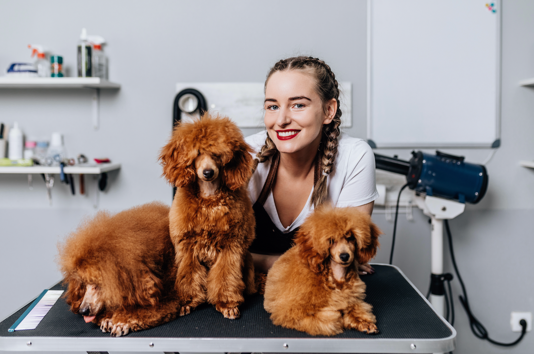 7 Ways to Become a Better Groomer This Year