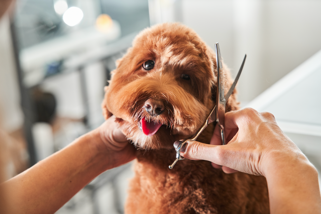 Mastering Your Grooming Tools: Choosing the Right Time for Every Shear