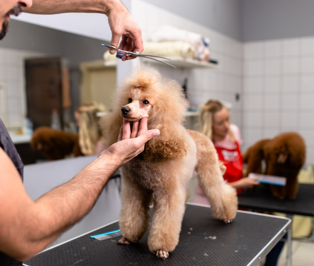 6 Reasons Dog Groomers Absolutely Adore Their Gig!