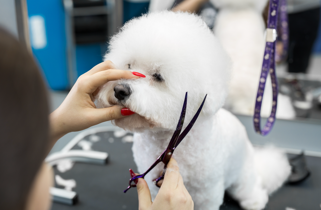 Best professional dog grooming shears best sale